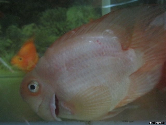 關於血鸚鵡(魚病)(圖片)
