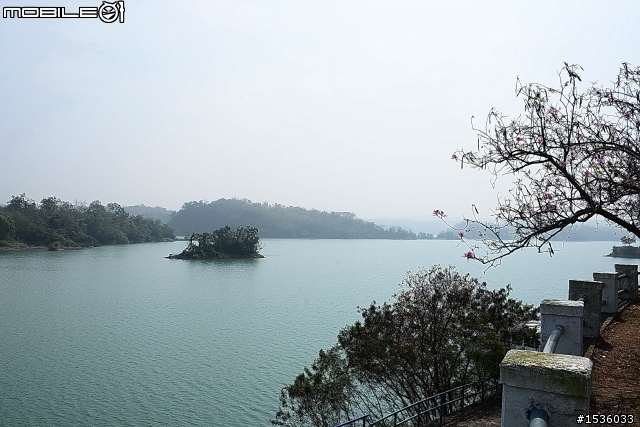 2013年烏山頭水庫櫻花季