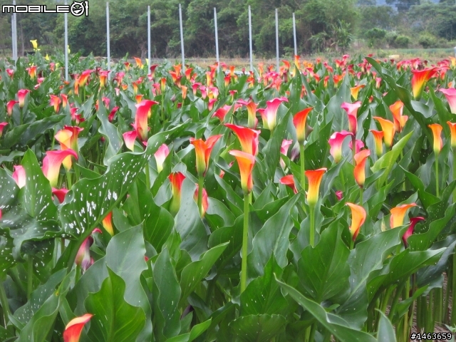 三星彩色海芋田