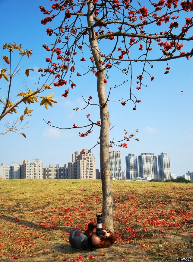 火焰之丘 * 高雄 . 國立美術館 ( 木棉花 )