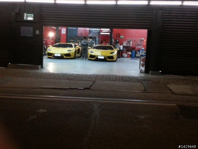 恩...兩頭黃牛!!