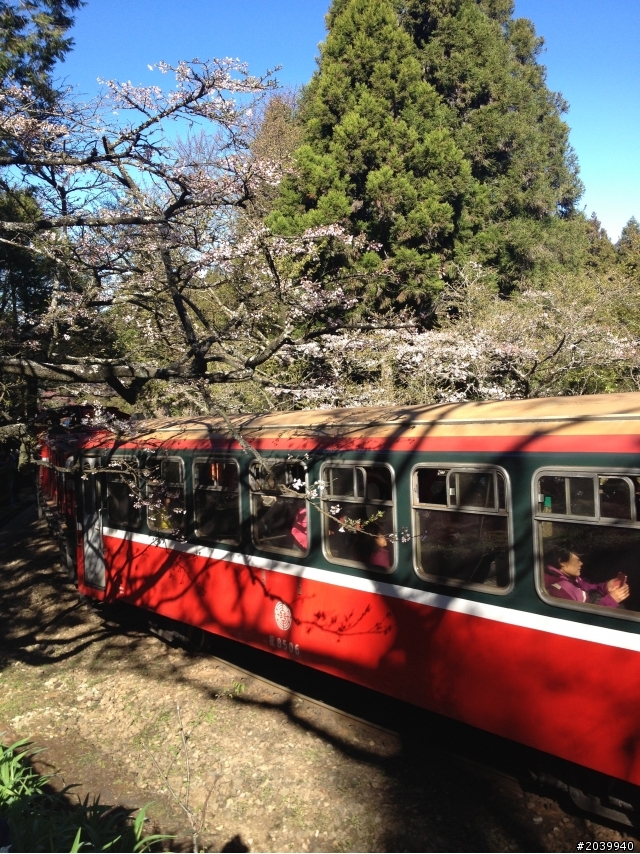 Focus MK3 5D TDCi，不專業之開箱文+3/9阿里山森林遊樂區賞櫻一日遊(文長、費話多、圖多，不喜歡勿入)