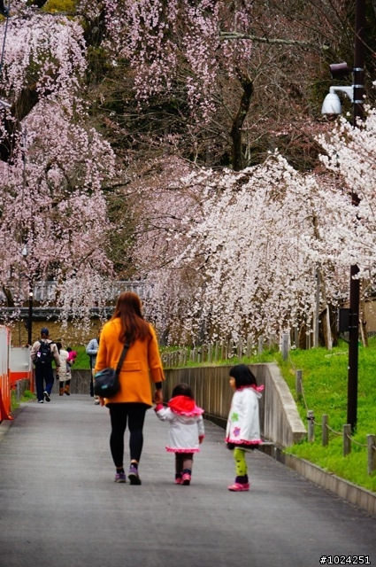 [單車拖車的無限可能]  2013 Bike·桜·京都  (2nd Day)