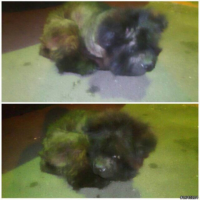急需幫忙的鬆獅犬
