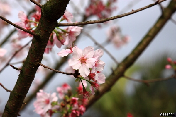 2013/03/18 天元宮 花況
