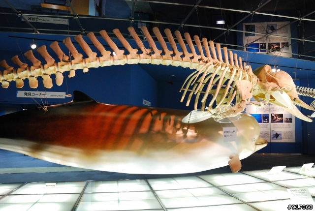 [冬之名古屋自助行]-Part.2-名古屋水族館看海豚表演/企鵝走路
