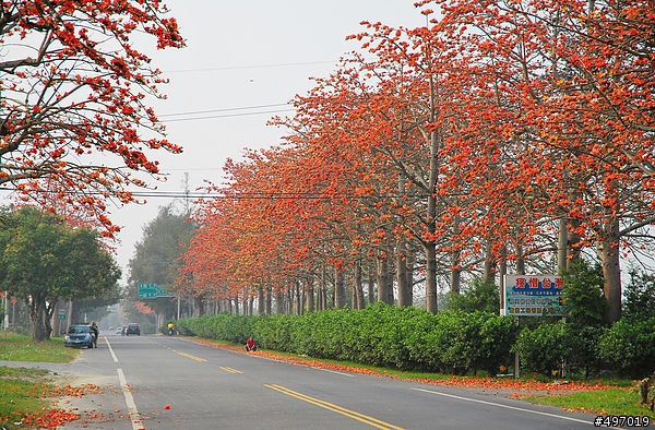 夕陽無限好 ? * 雲林虎尾 . 145 木棉花之道