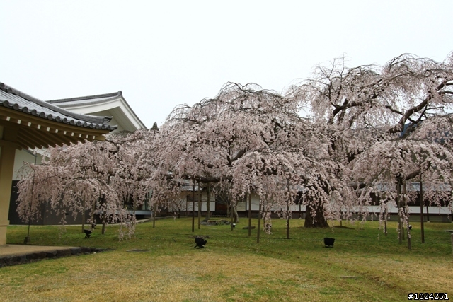 [單車拖車的無限可能]  2013 Bike·桜·京都  (2nd Day)