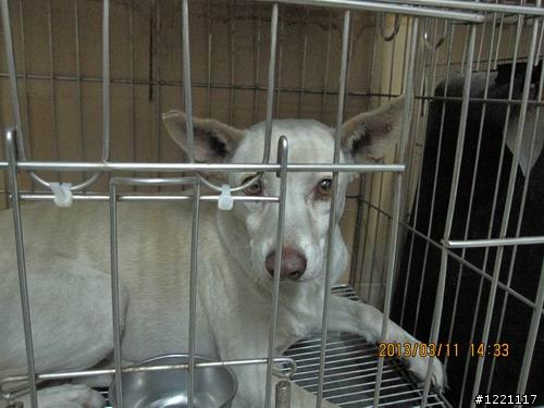 [北部] 超可愛幼犬找家--只剩下咖啡哥哥跟小白妹還在等待幸福喔  /  咖四目小妹被認養了