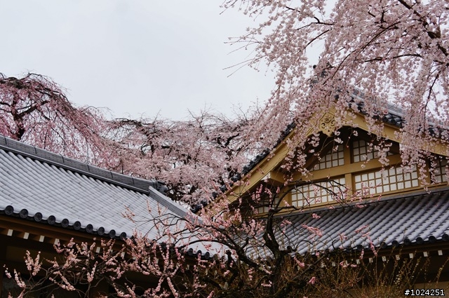 [單車拖車的無限可能]  2013 Bike·桜·京都  (2nd Day)