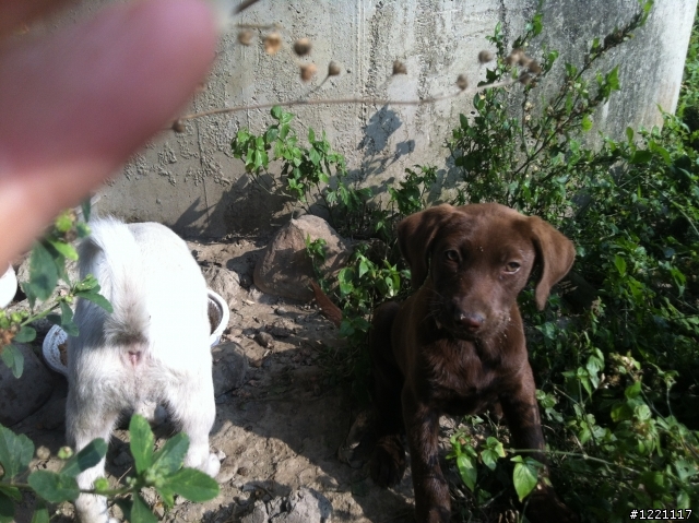 [北部] 超可愛幼犬找家--只剩下咖啡哥哥跟小白妹還在等待幸福喔  /  咖四目小妹被認養了