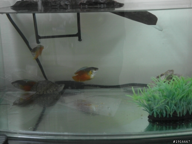 新的魚缸 新的魚