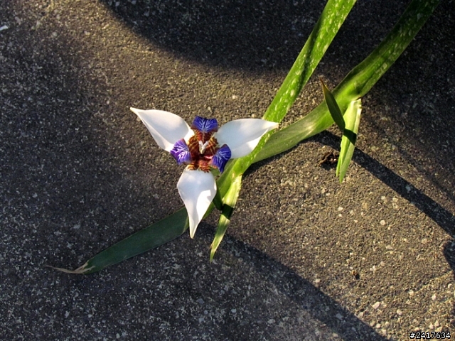 鳶尾花