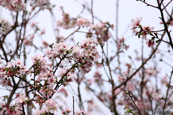2013/03/18 天元宮 花況