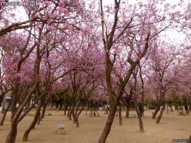 台南公園&官田區八田路(南117線),羊蹄甲花海