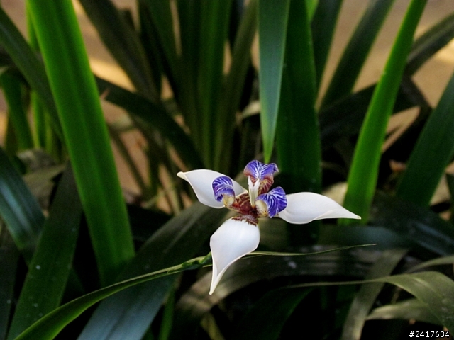 鳶尾花