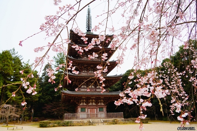 [單車拖車的無限可能]  2013 Bike·桜·京都  (2nd Day)