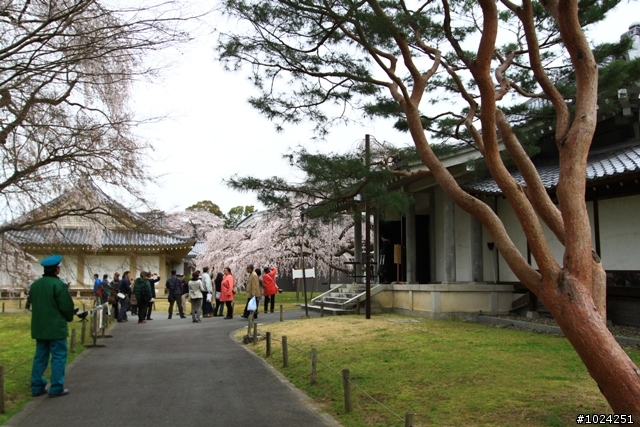 [單車拖車的無限可能]  2013 Bike·桜·京都  (2nd Day)