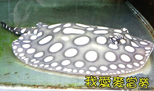 魟魚的繁殖-皇冠黑白