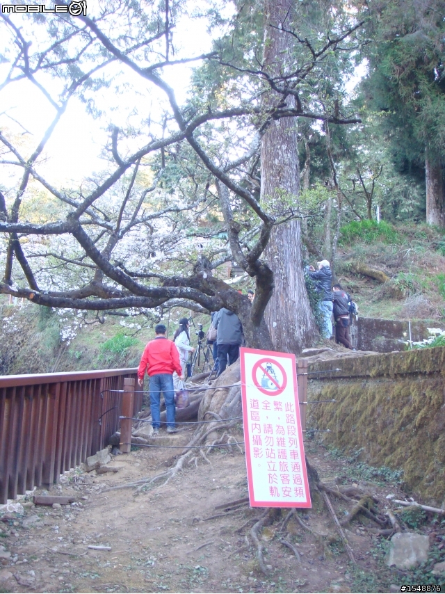 拍櫻花要這麼辛苦嗎?!