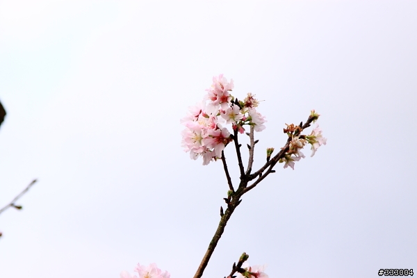 2013/03/18 天元宮 花況