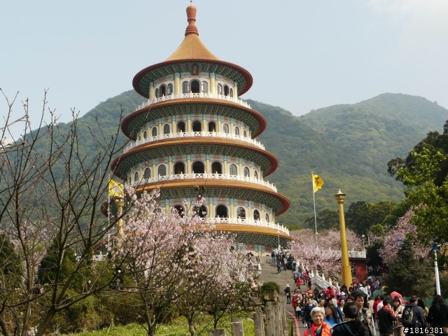 相同的天元宮...不一樣的櫻花3/24更新花況