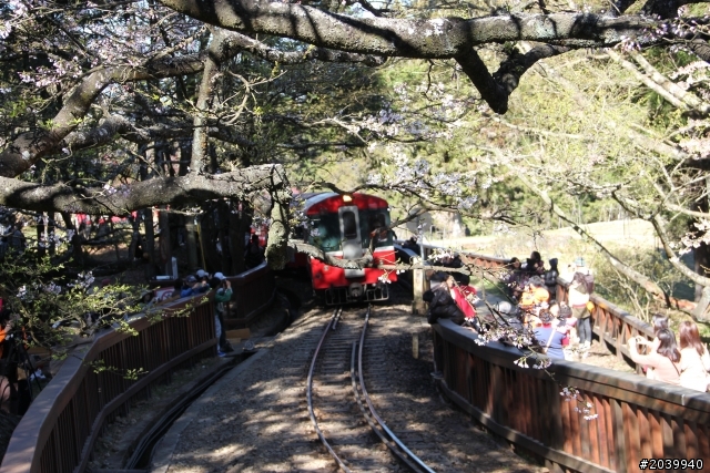Focus MK3 5D TDCi，不專業之開箱文+3/9阿里山森林遊樂區賞櫻一日遊(文長、費話多、圖多，不喜歡勿入)