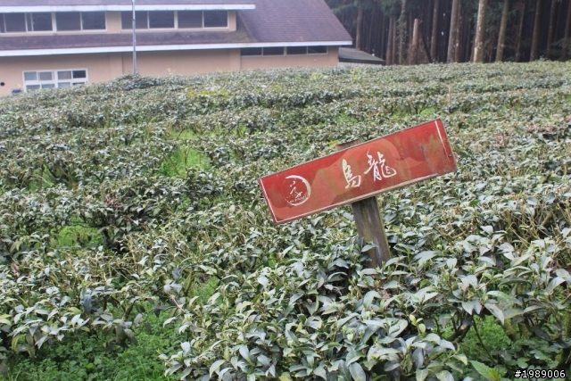 福特FOCUS 24小時試駕-造訪高空中的花園 新竹山上人家