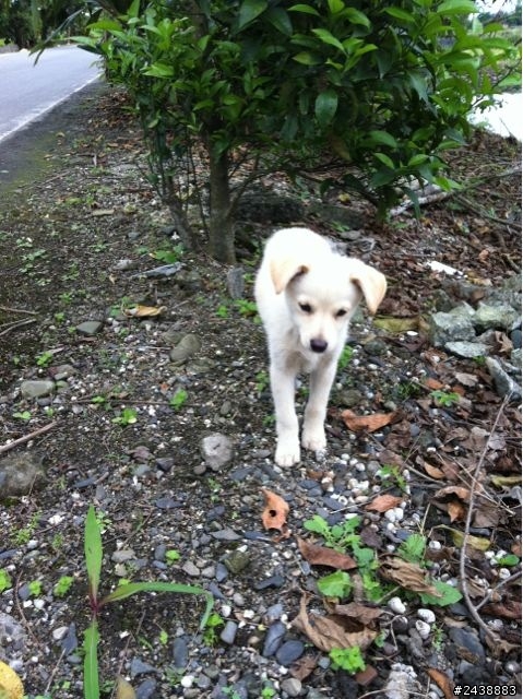 [已送出]差點被車撞的小幼犬...急徵認養家
