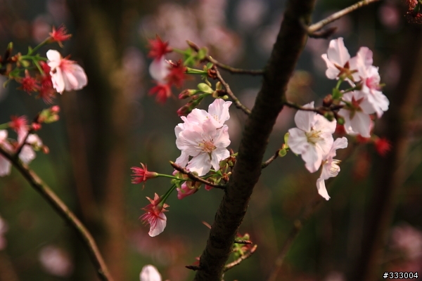 2013/03/18 天元宮 花況