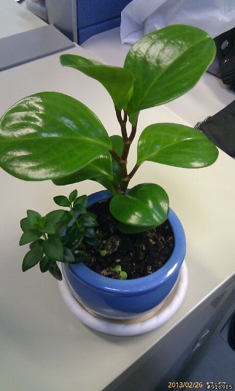 [請問]植物名稱(6種) ?