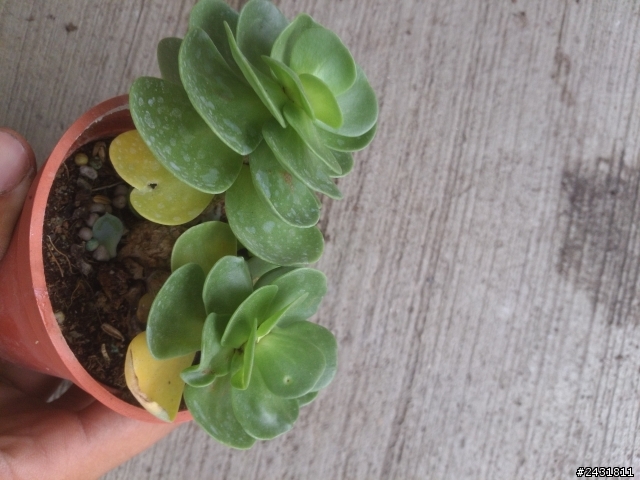 多肉植物請教!