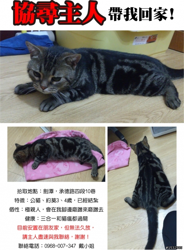 【已找到主人了】台北士林劍潭撿到一隻大頭美短公貓！