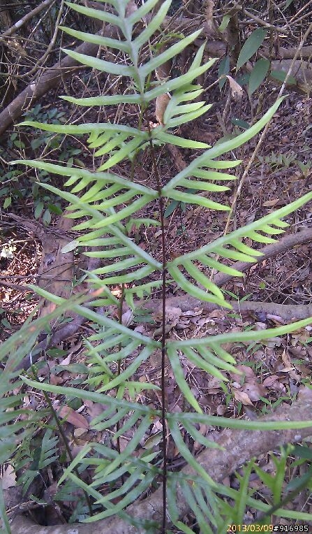 [請問]植物名稱(6種) ?