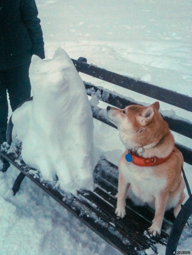 雪中柴犬x2，赤柴＋雪柴