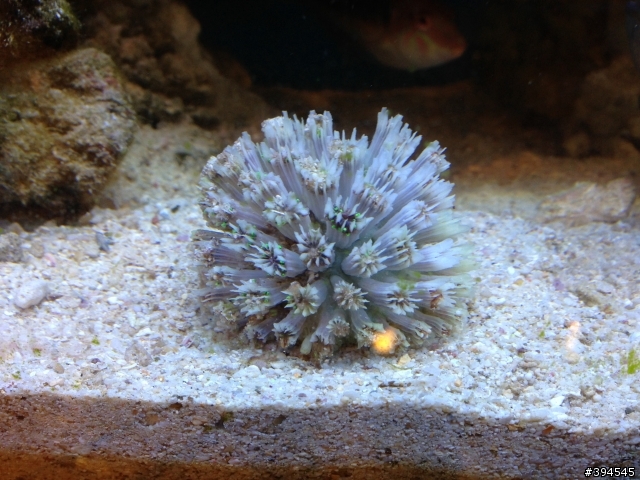 海水缸內的木耳在購入新的珊瑚之後陸續離奇死亡 請問是怎麼了?