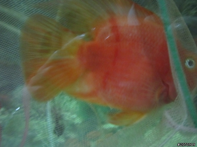 關於血鸚鵡(魚病)(圖片)