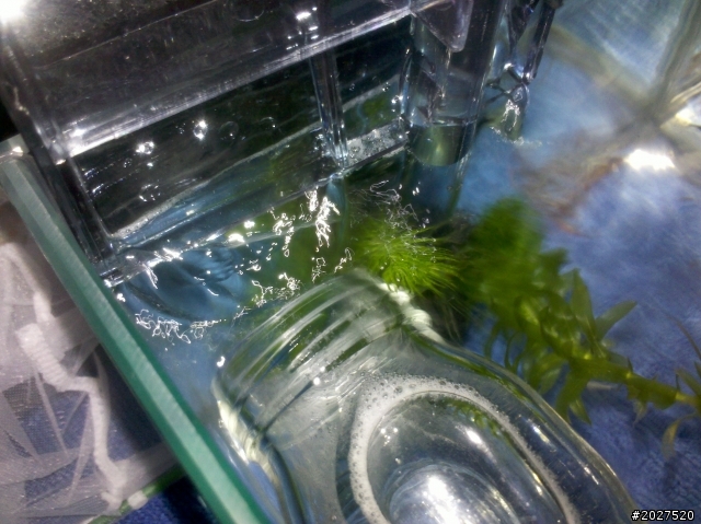 新手剛養魚，爬文爬到有點無力，想請大大們開釋