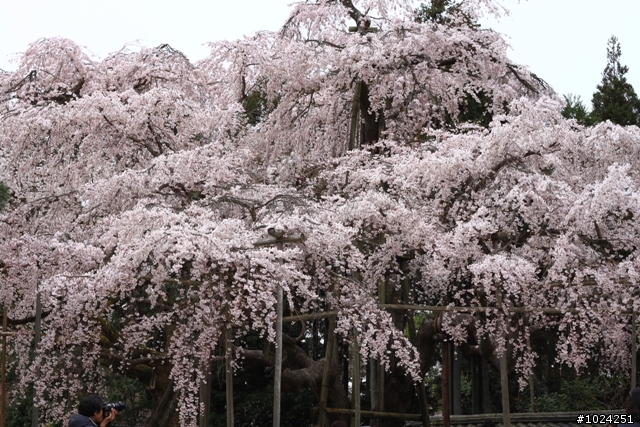 [單車拖車的無限可能]  2013 Bike·桜·京都  (2nd Day)