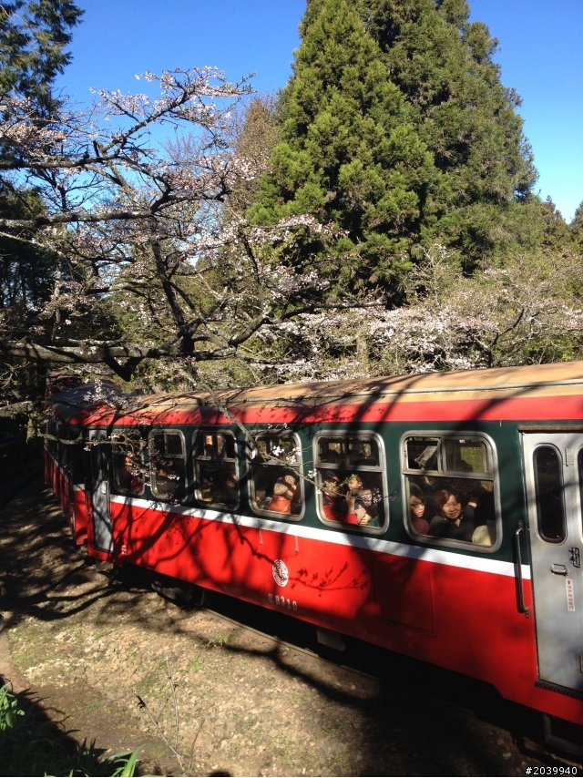 Focus MK3 5D TDCi，不專業之開箱文+3/9阿里山森林遊樂區賞櫻一日遊(文長、費話多、圖多，不喜歡勿入)