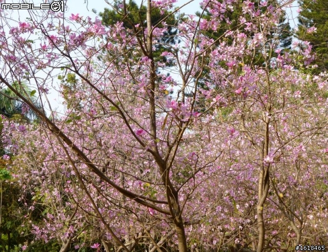 台南公園&官田區八田路(南117線),羊蹄甲花海