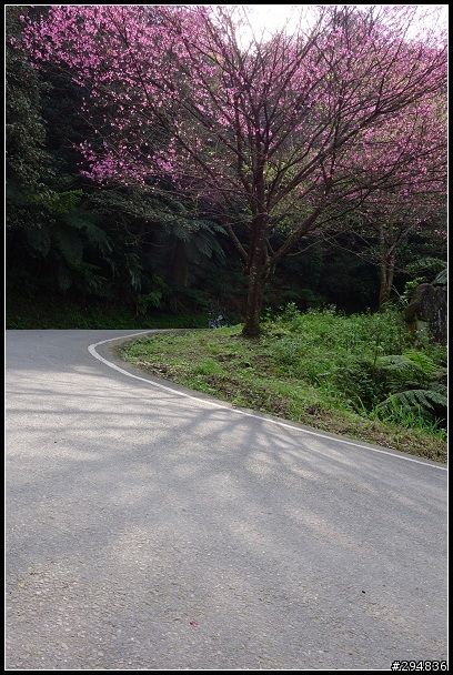 2013.03.01【單車遊記】汐止大尖山‧賞櫻之旅