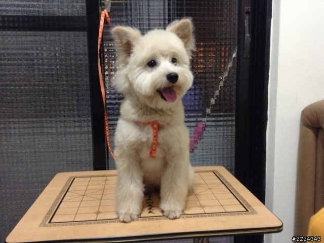 在土城學成路上撿到一隻像西莎犬的可愛母狗〜〜尋主人