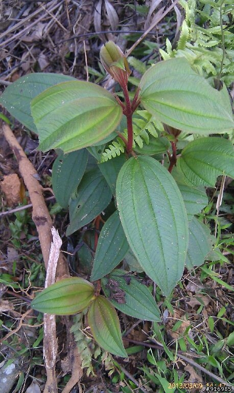 [請問]植物名稱(6種) ?