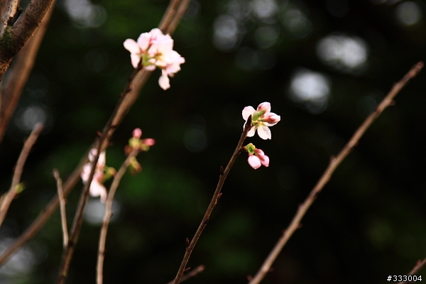2013/03/18 天元宮 花況