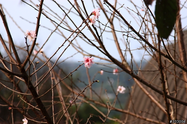 2013/03/18 天元宮 花況