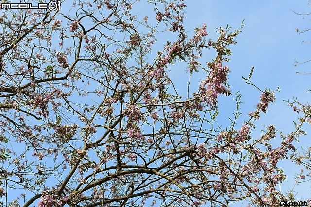 2013年烏山頭水庫櫻花季