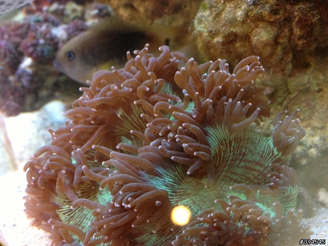 海水缸內的木耳在購入新的珊瑚之後陸續離奇死亡 請問是怎麼了?