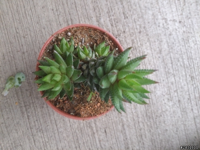多肉植物請教!