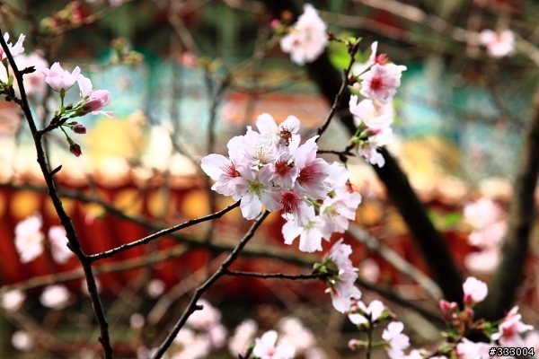 2013/03/18 天元宮 花況